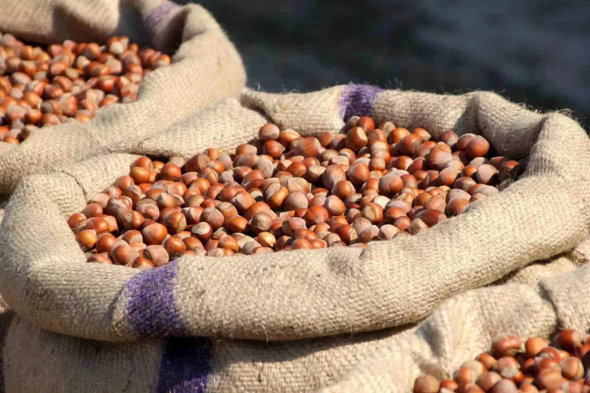 findik ureticisi manipulasyona direniyor kwBN3cxG.jpg