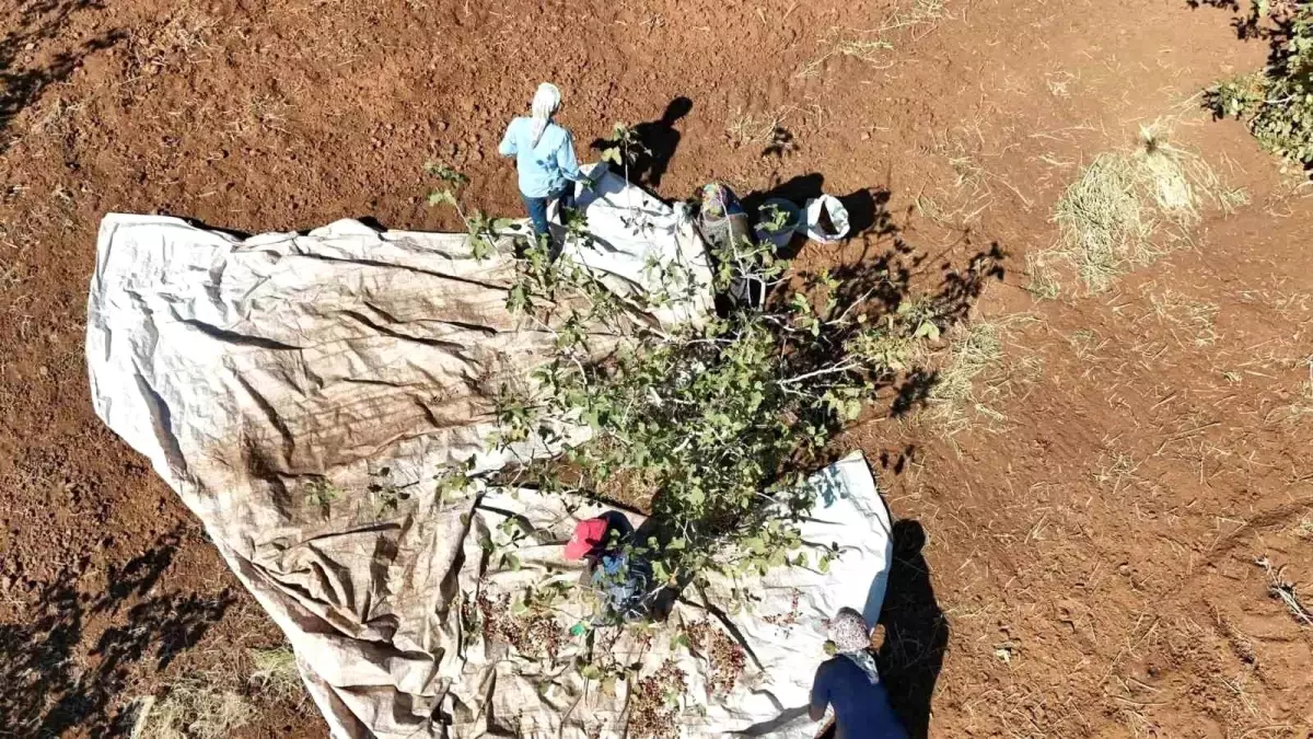 idilde fistik hasadi umut asiladi 9bNE7UPs.jpg