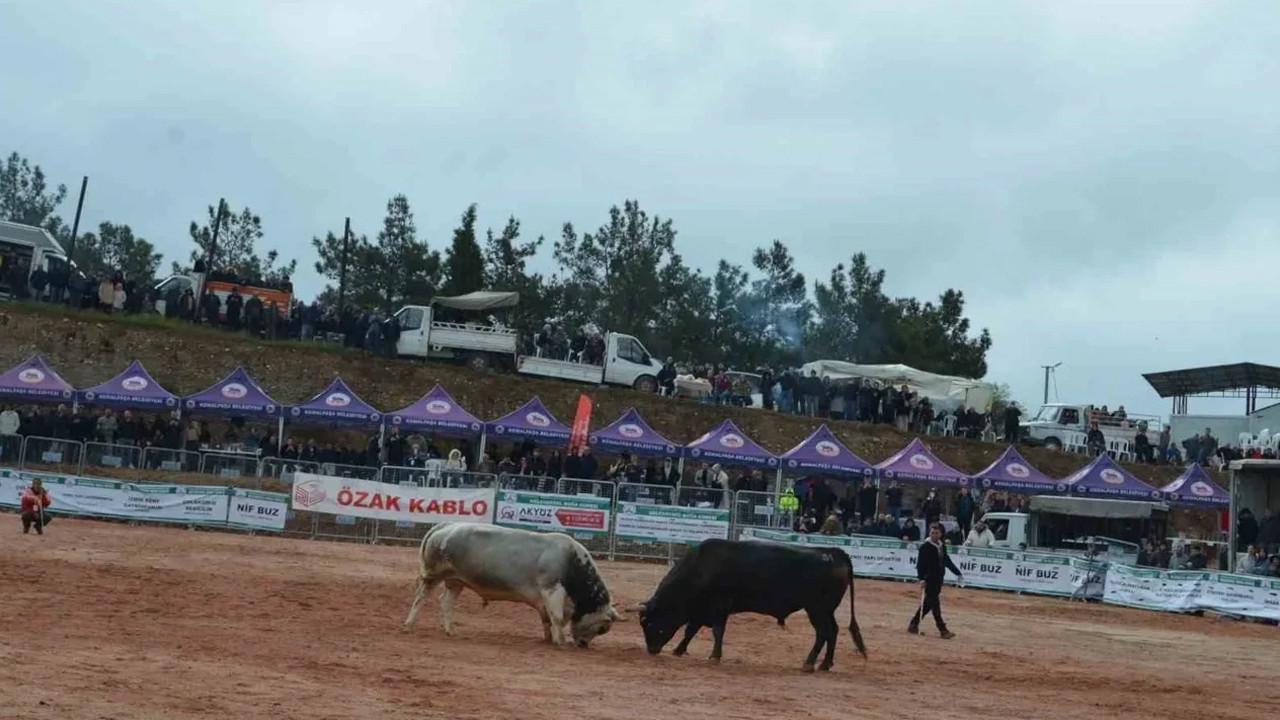 İzmir’in Boğa Güreşleri Festivali’nde Coşku Doruğa Ulaştı